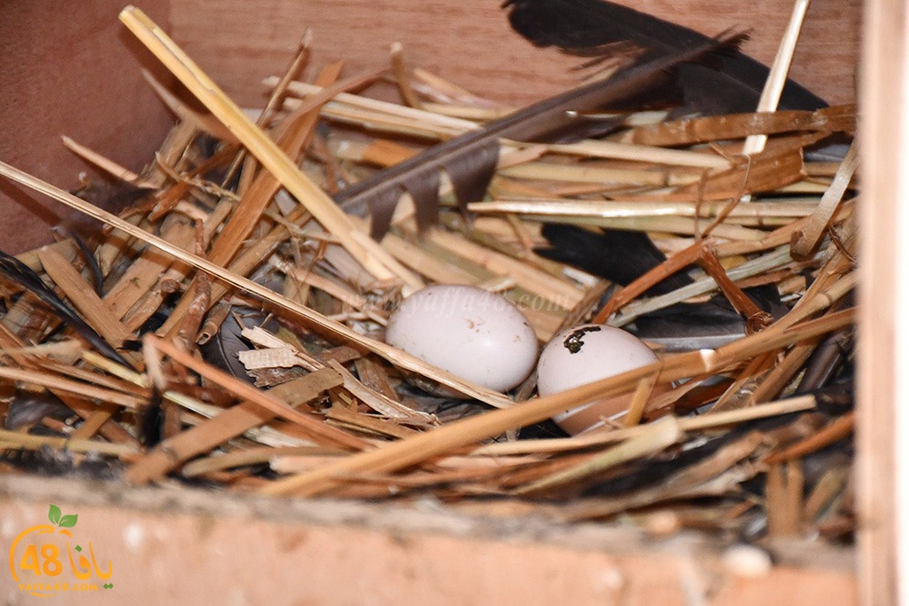 zohdi 3ashoor (99).jpeg